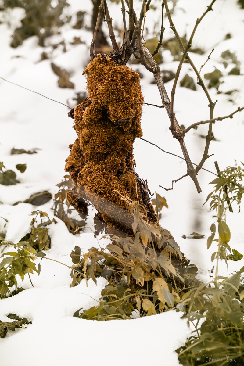 Cep de vigne bondissant figé dans la neige, énergie vitale, photo d'art