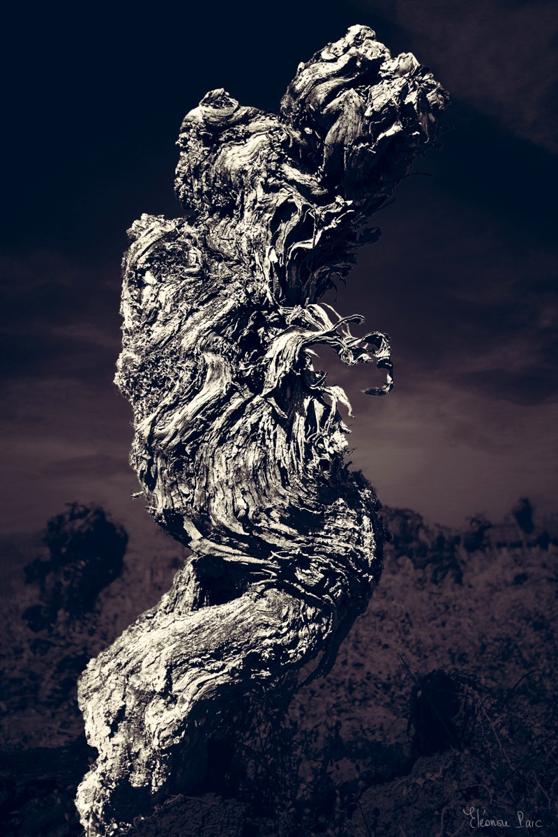 Vieux cep de vigne tortueux évoquant un caniche ou une danseuse, série Vigne Centenaire