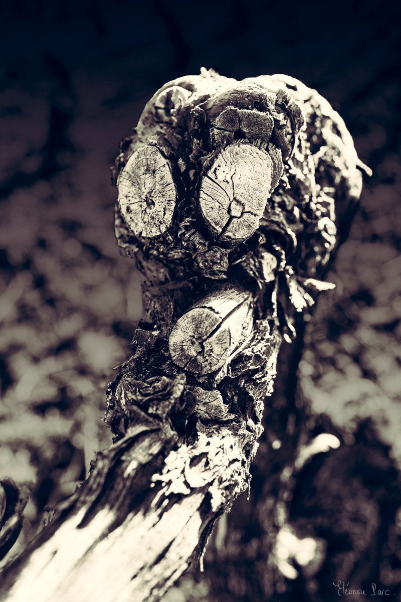 Cep de vigne ancien en posture dynamique, évoquant un personnage fantastique.