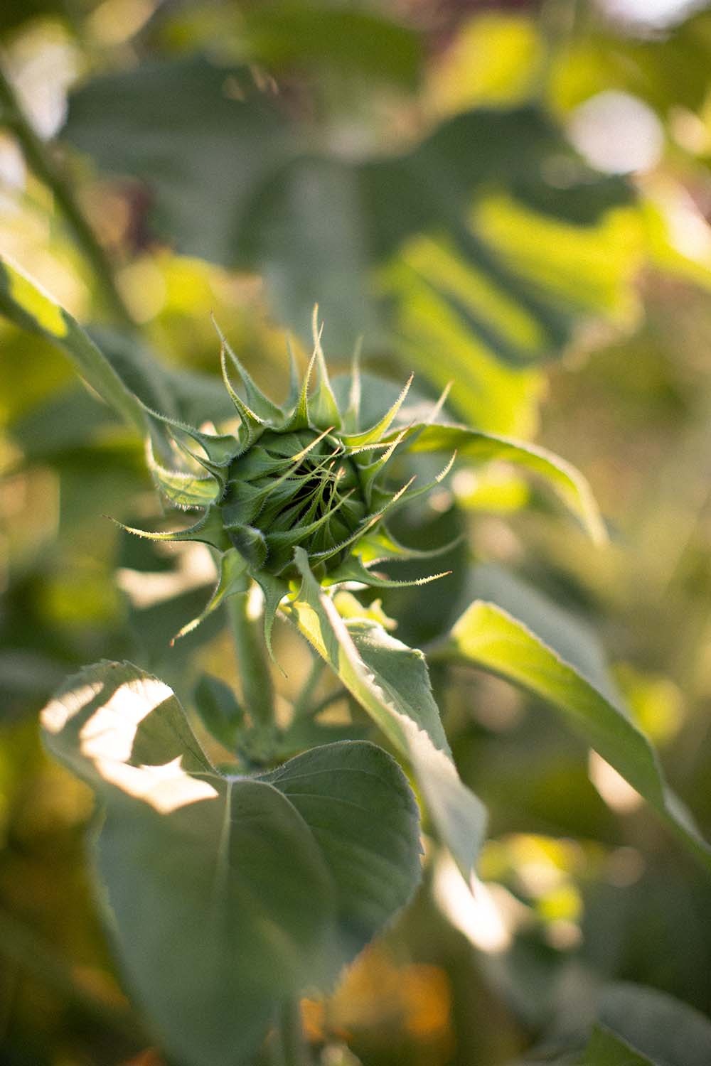 A flower preparing to bloom