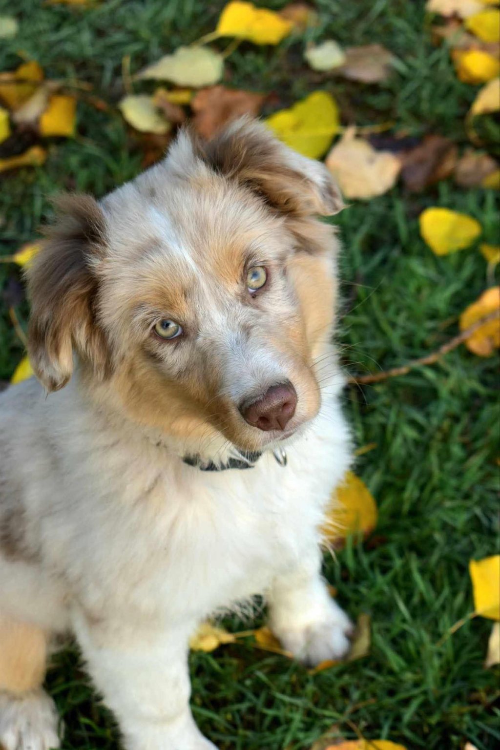 Dog board and train option in North Idaho.