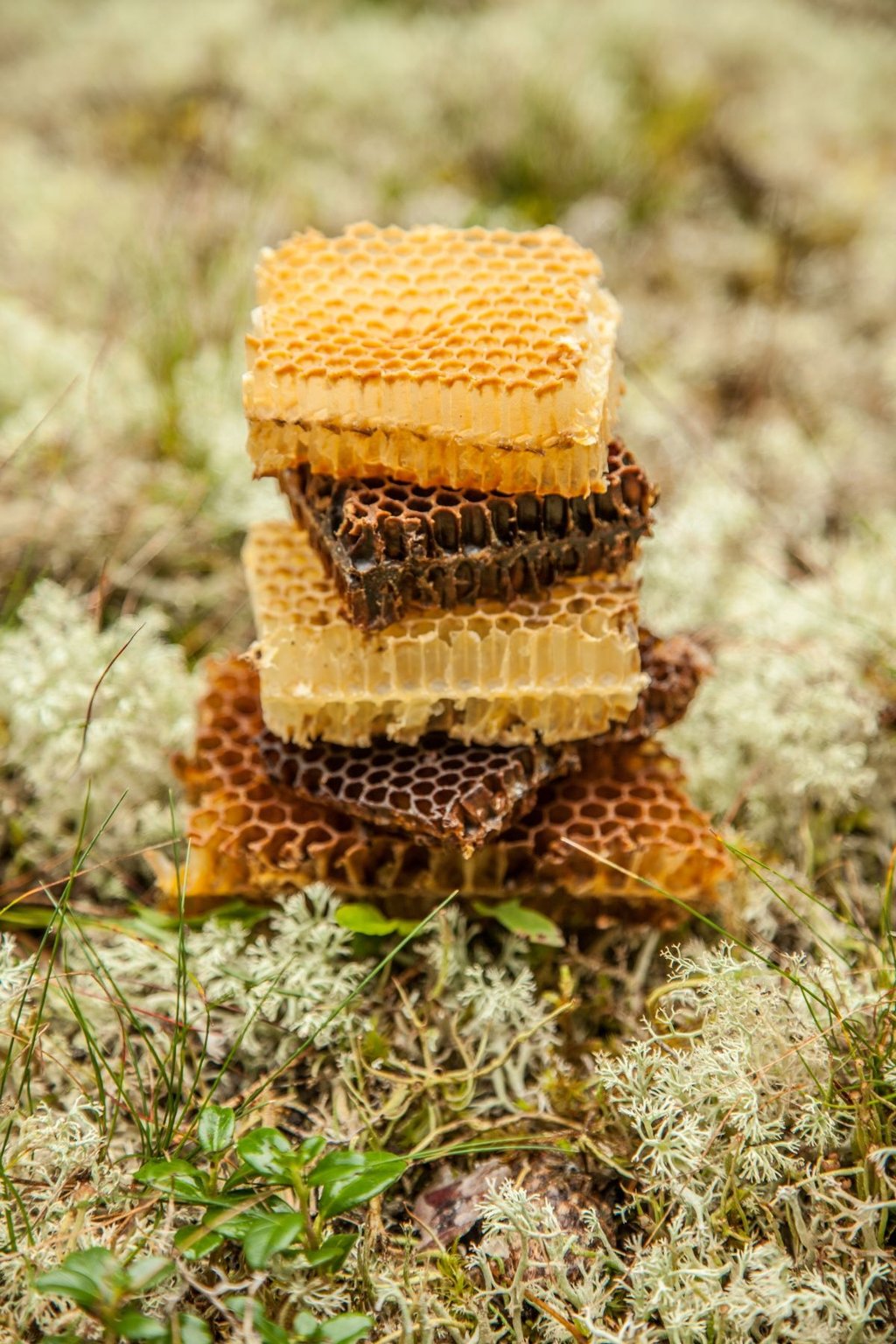 Skirtingos vaško spalvos. Korio gabaliukai. Bičių vaško įvairovė