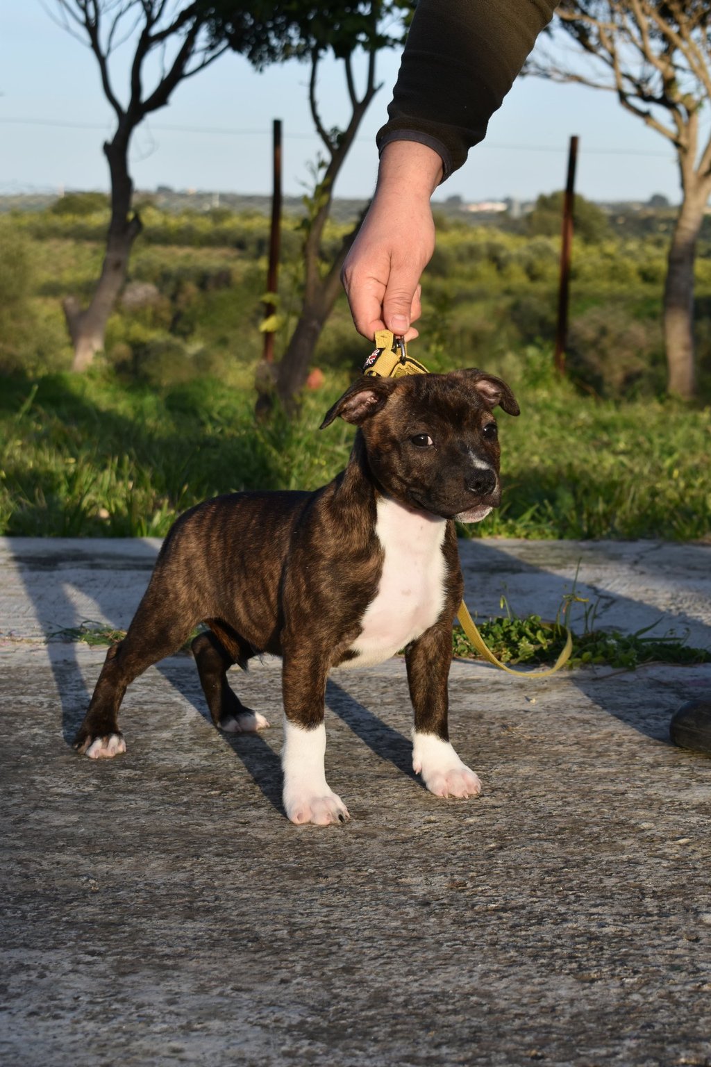 Maschio tigrato di Staffordshire Bull Terrier di 60 giorni in posa presso Catania Grecalestaffs
