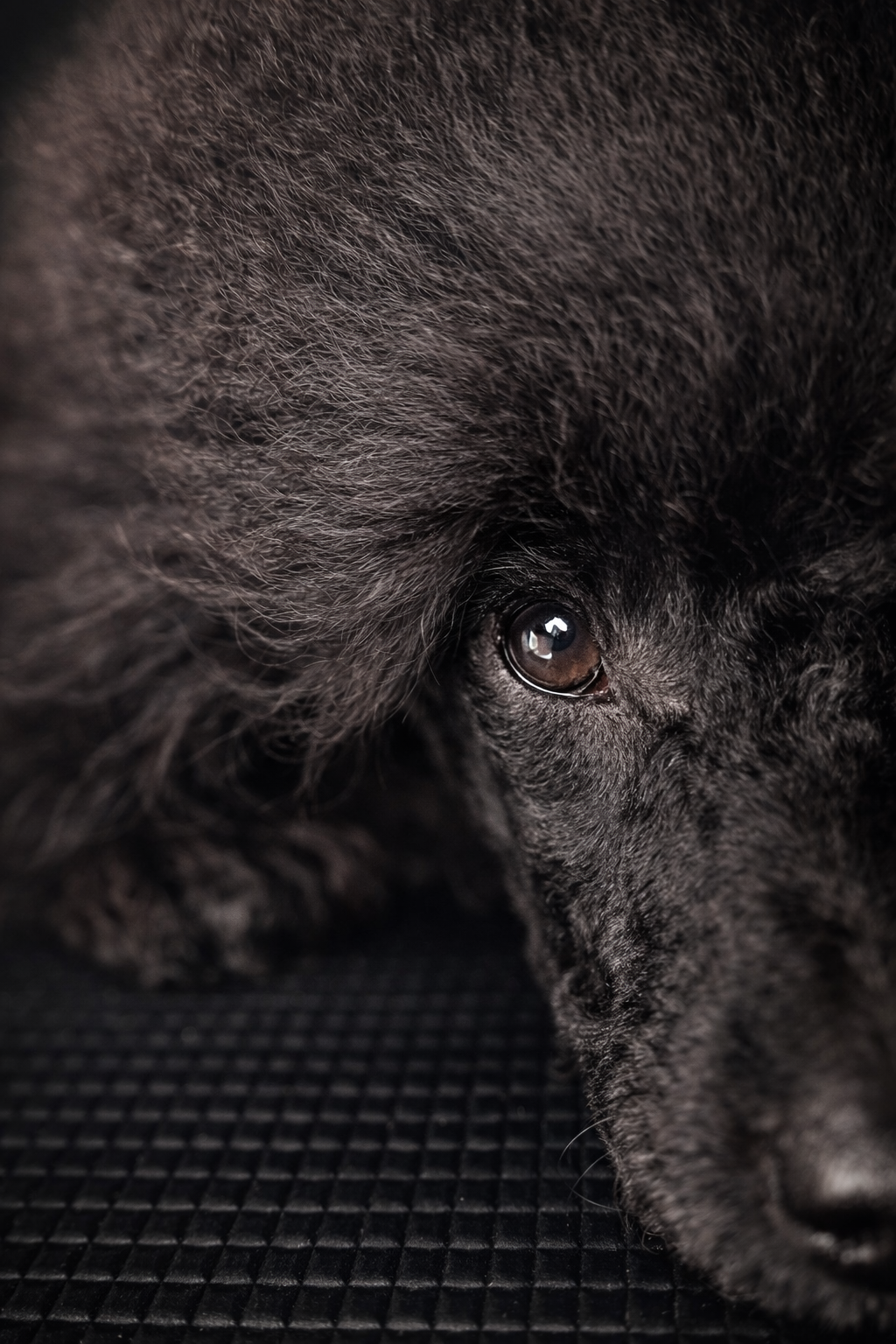 caniche toy de l'élevage des rives de riss