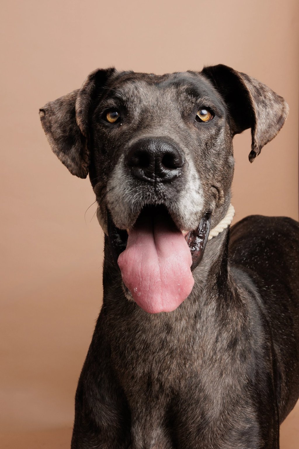 A happy brindle Great Dane dog posing with its tongue out against a solid tan background.