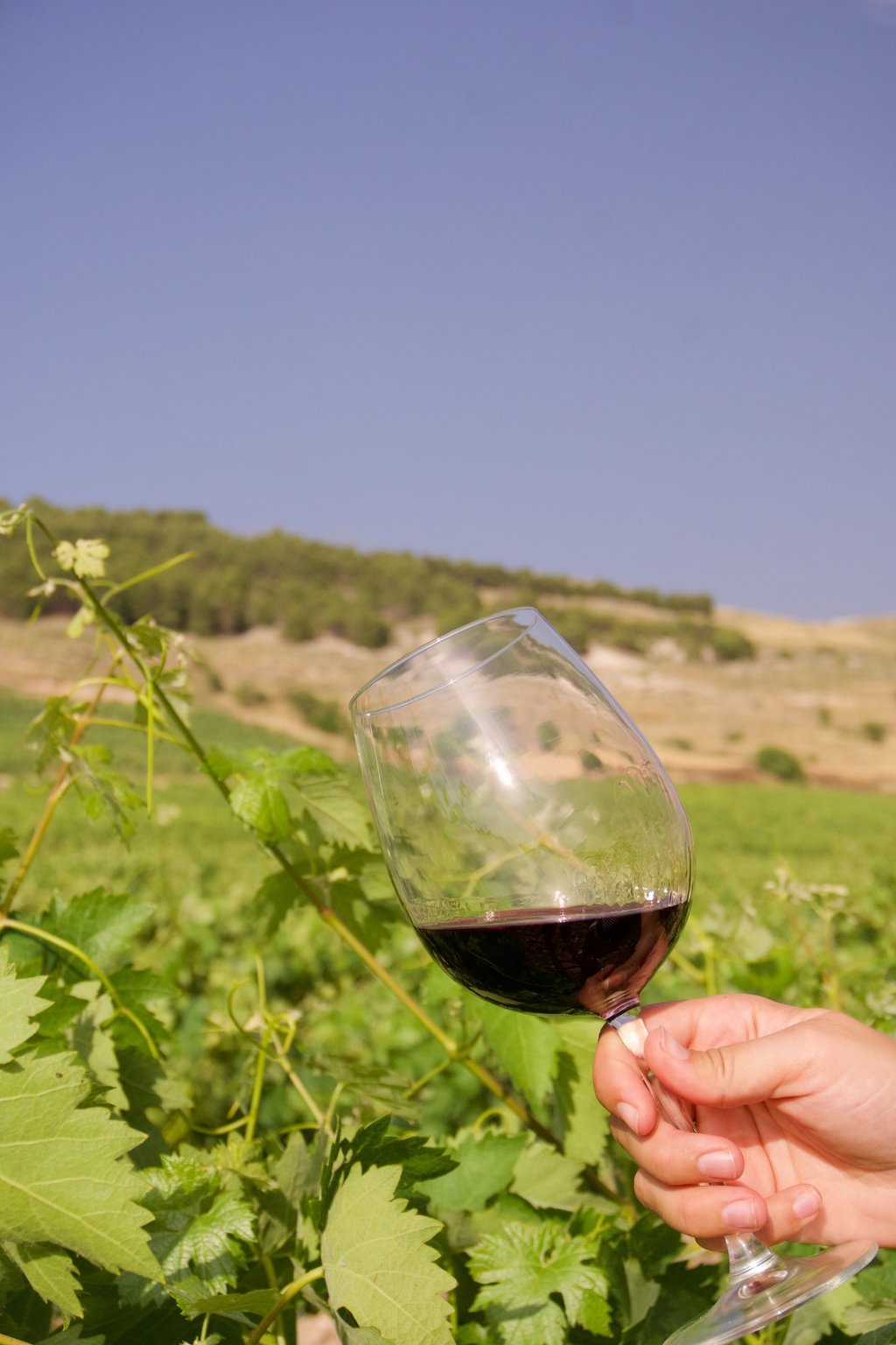 holding red wine in green vineyard