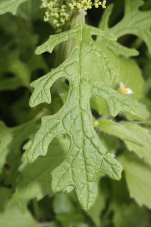 Dysphania schraderiana – Shrader’s Balm leaf