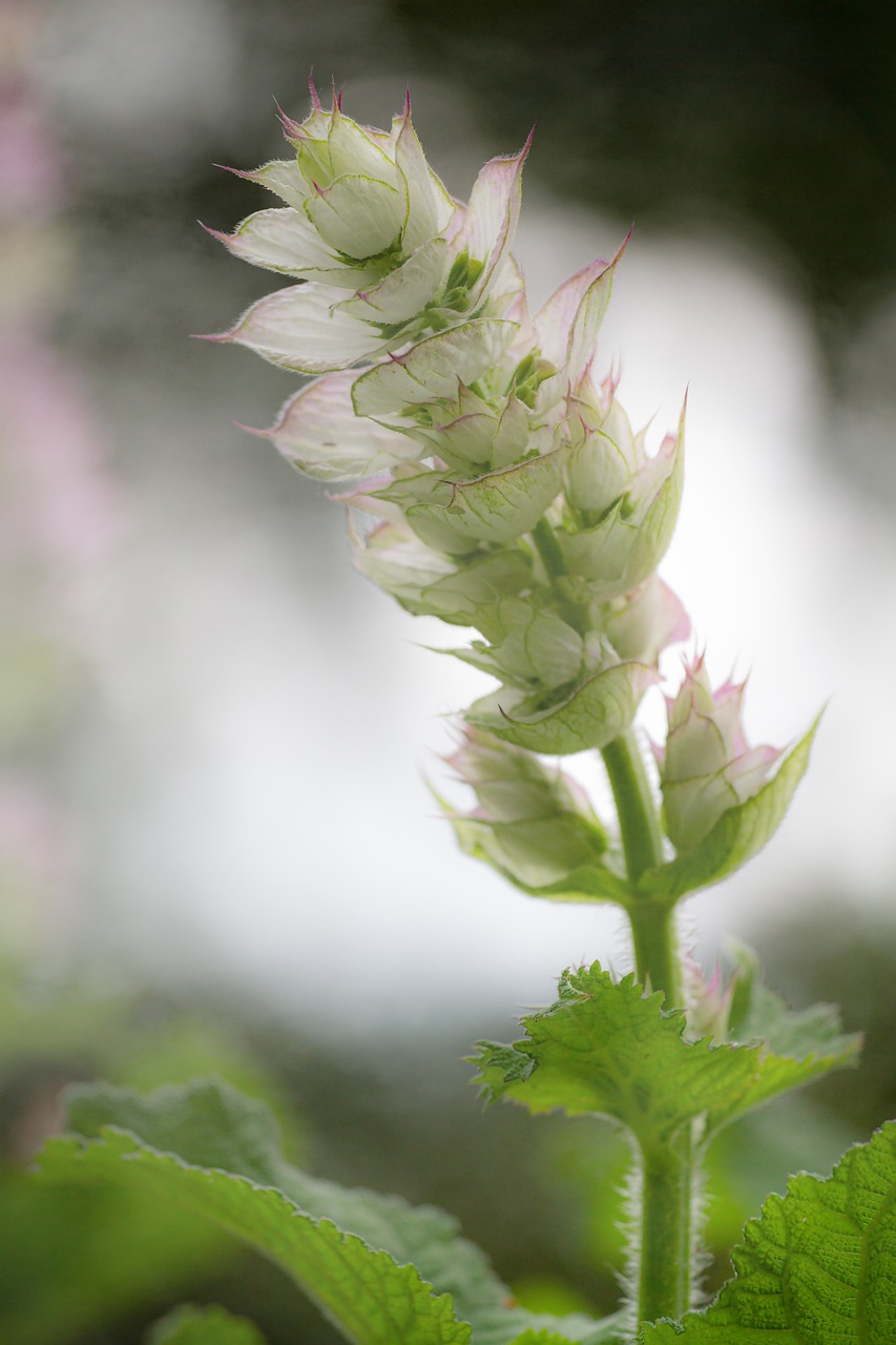 clary sage flower
