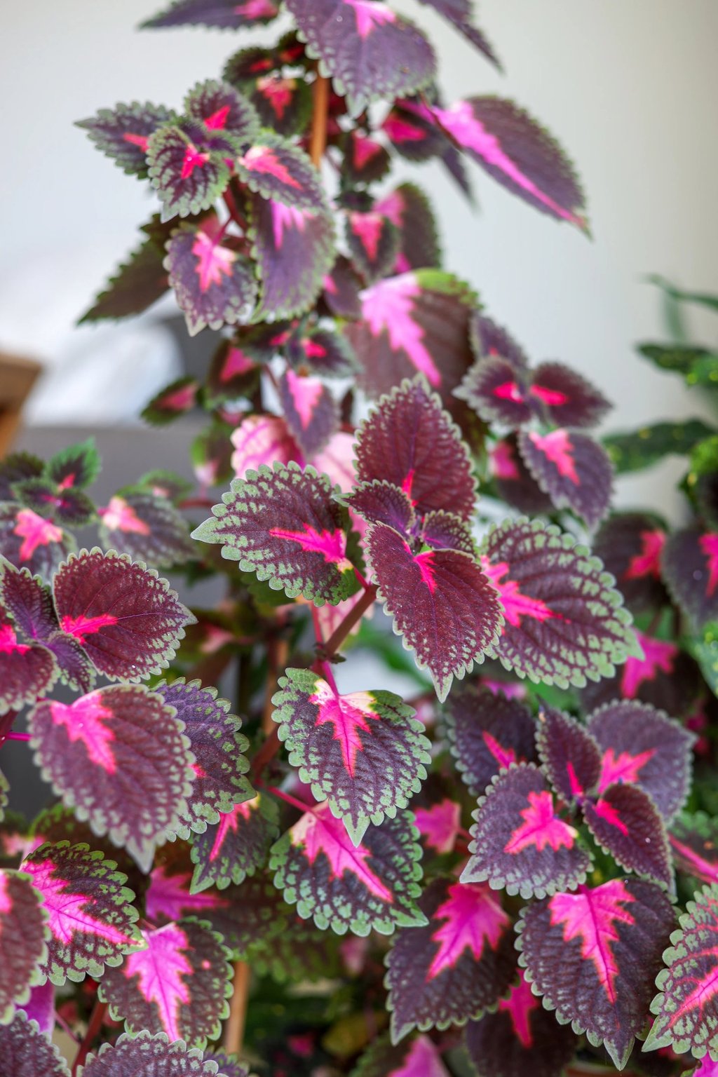 multiple shade plants with colorful leaves