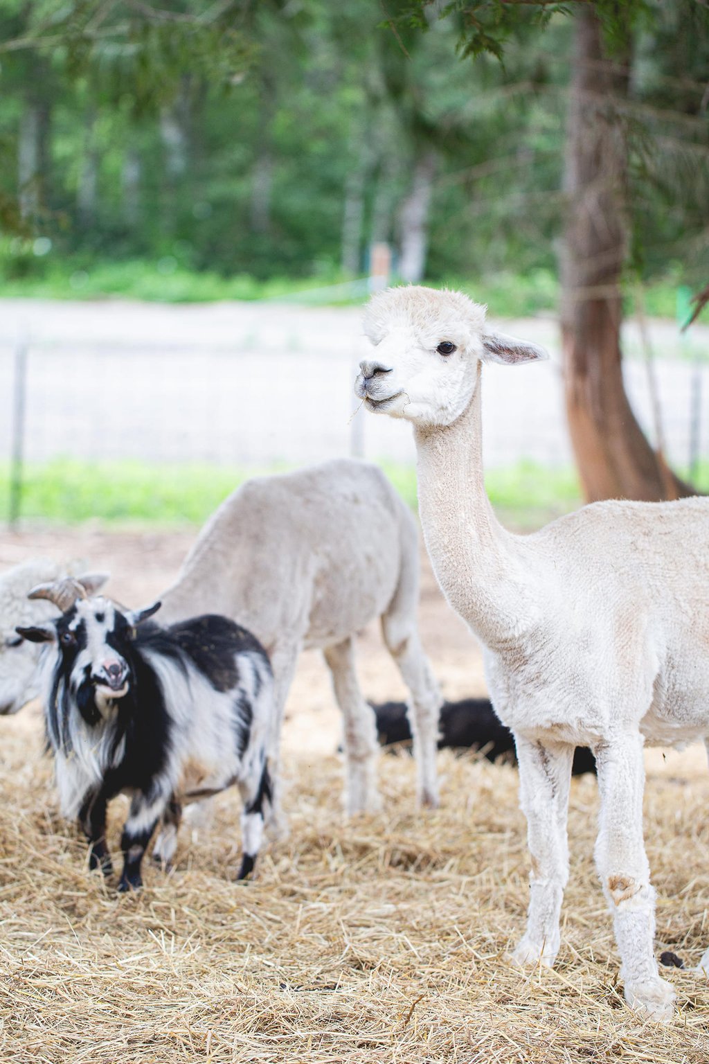A fluffy white alpaca standing on hay in a farm enclosure next to a black and white goat.