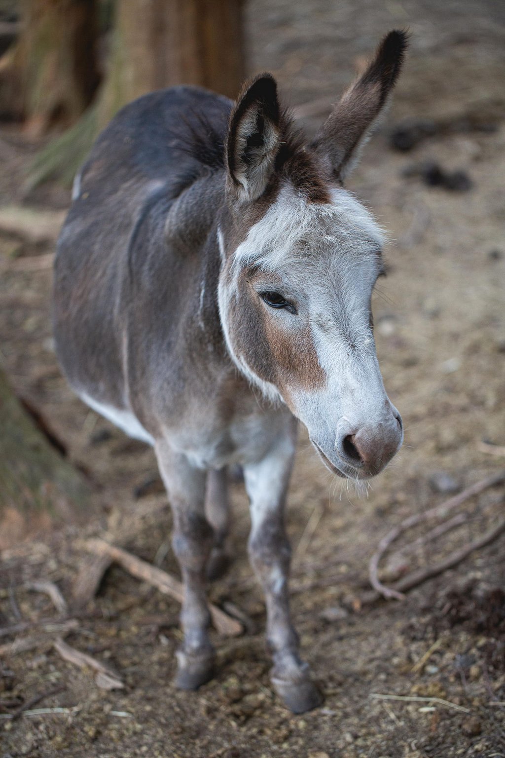 Close-up of a small grey and white donkey standing on dirt in an outdoor farm enclosure.