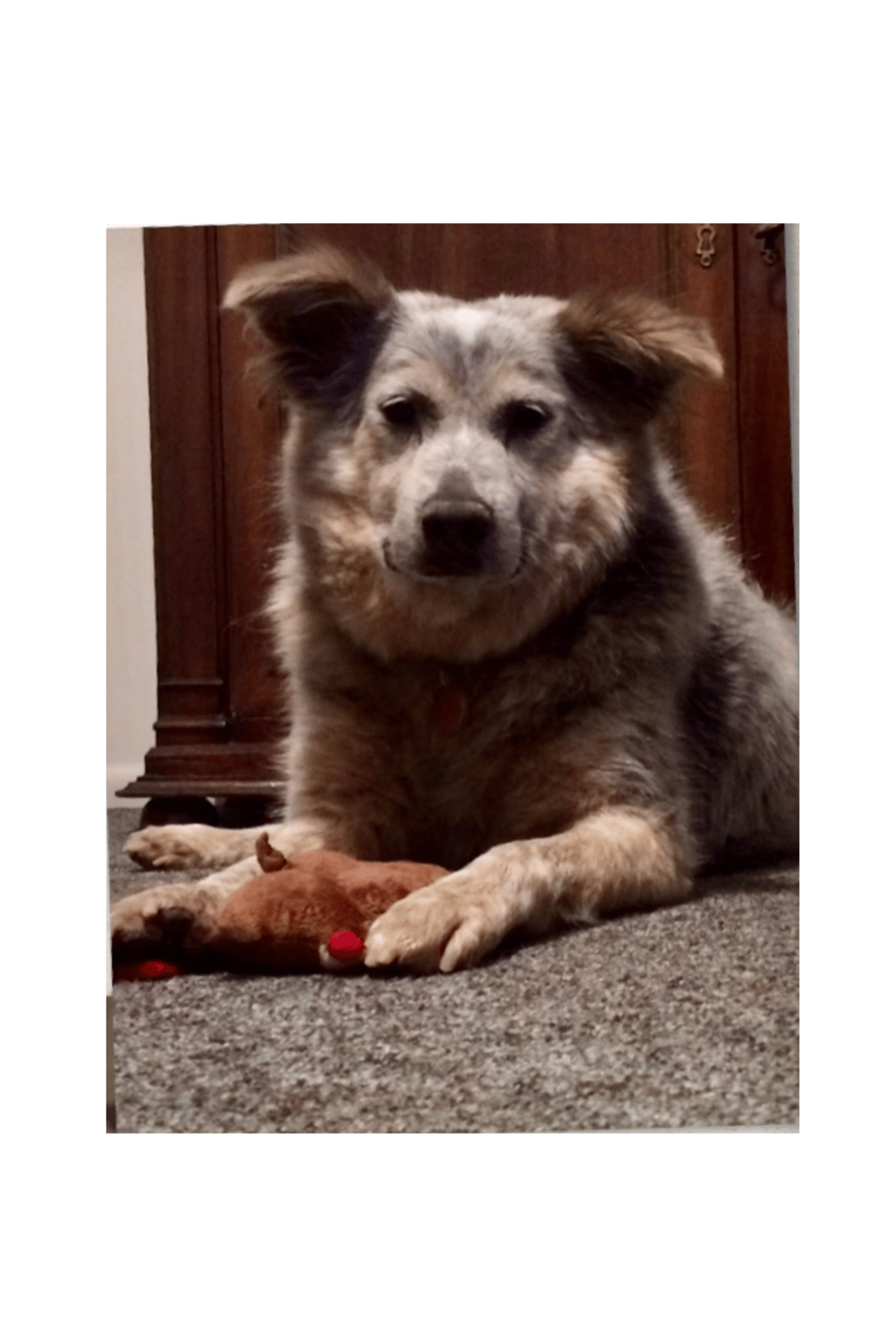 Bailey thriving and confident in her forever home.