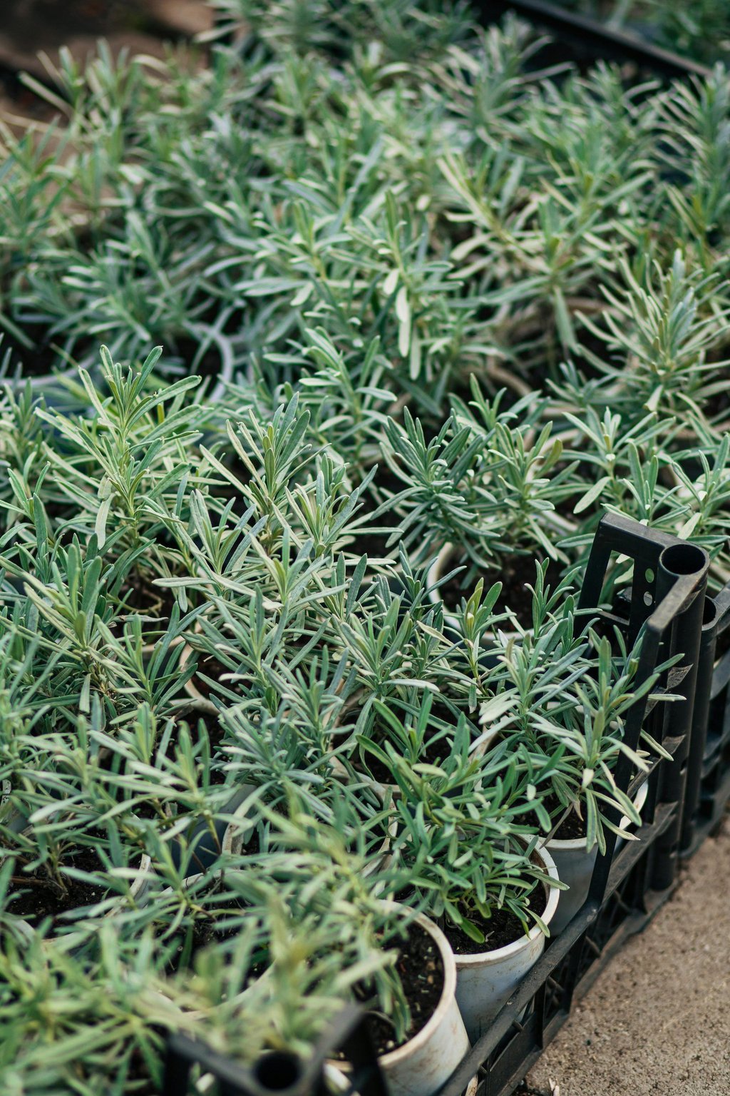 plants romarins