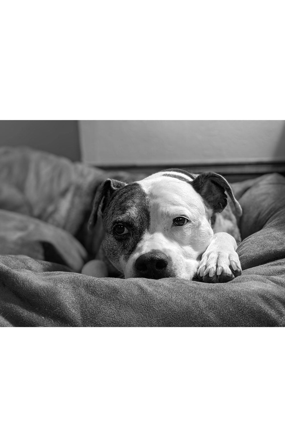anxious dog laying on bed