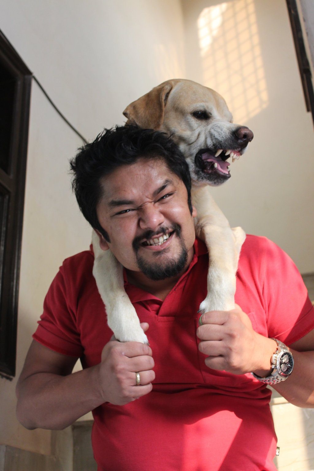 Dog Boarding, Dog Boarding near me, Pet Boarding, Pet Boarding near me, Dog Care, Happy Pettings