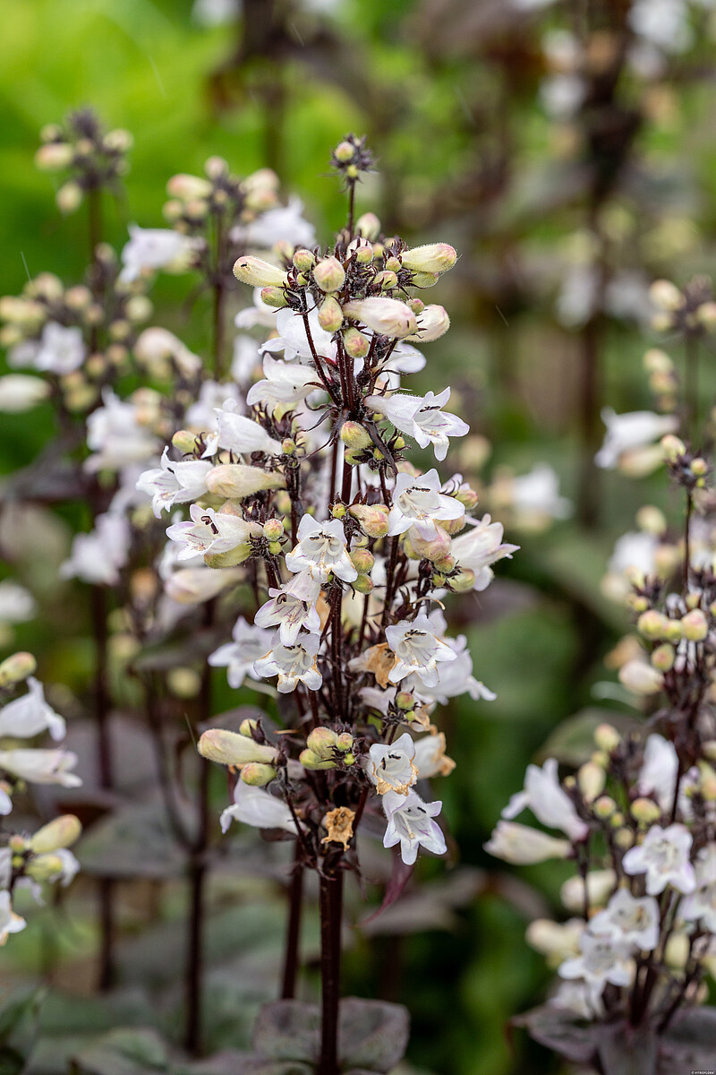 Penstemonai tamsiais lapais