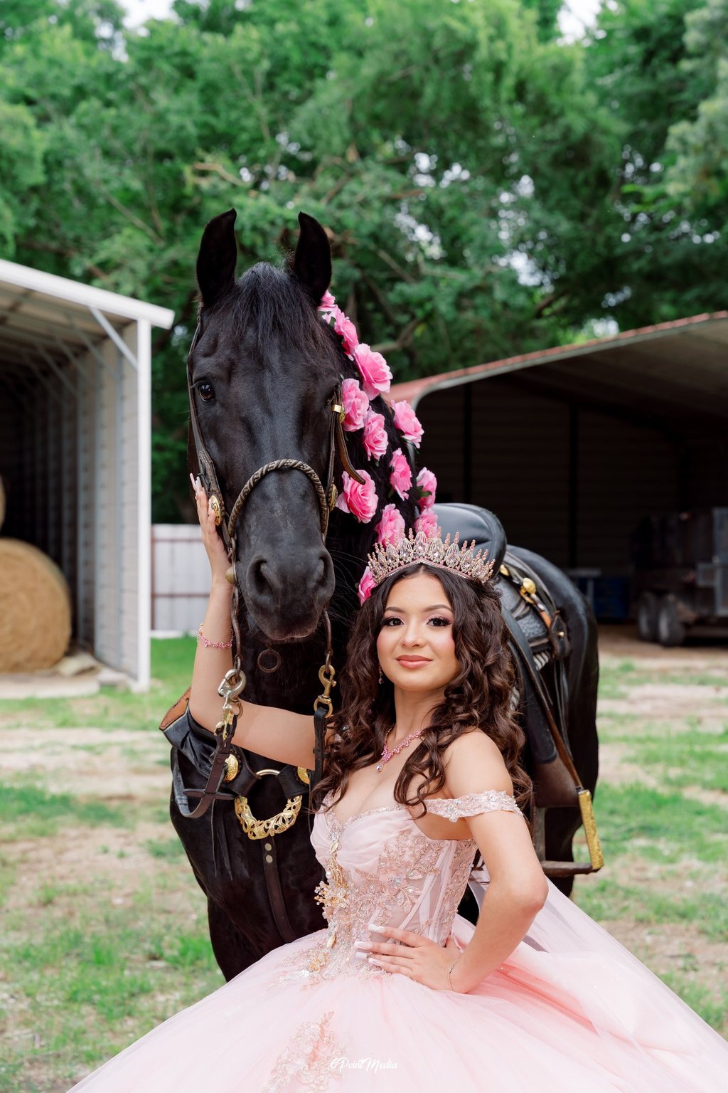 Quince horse photographer