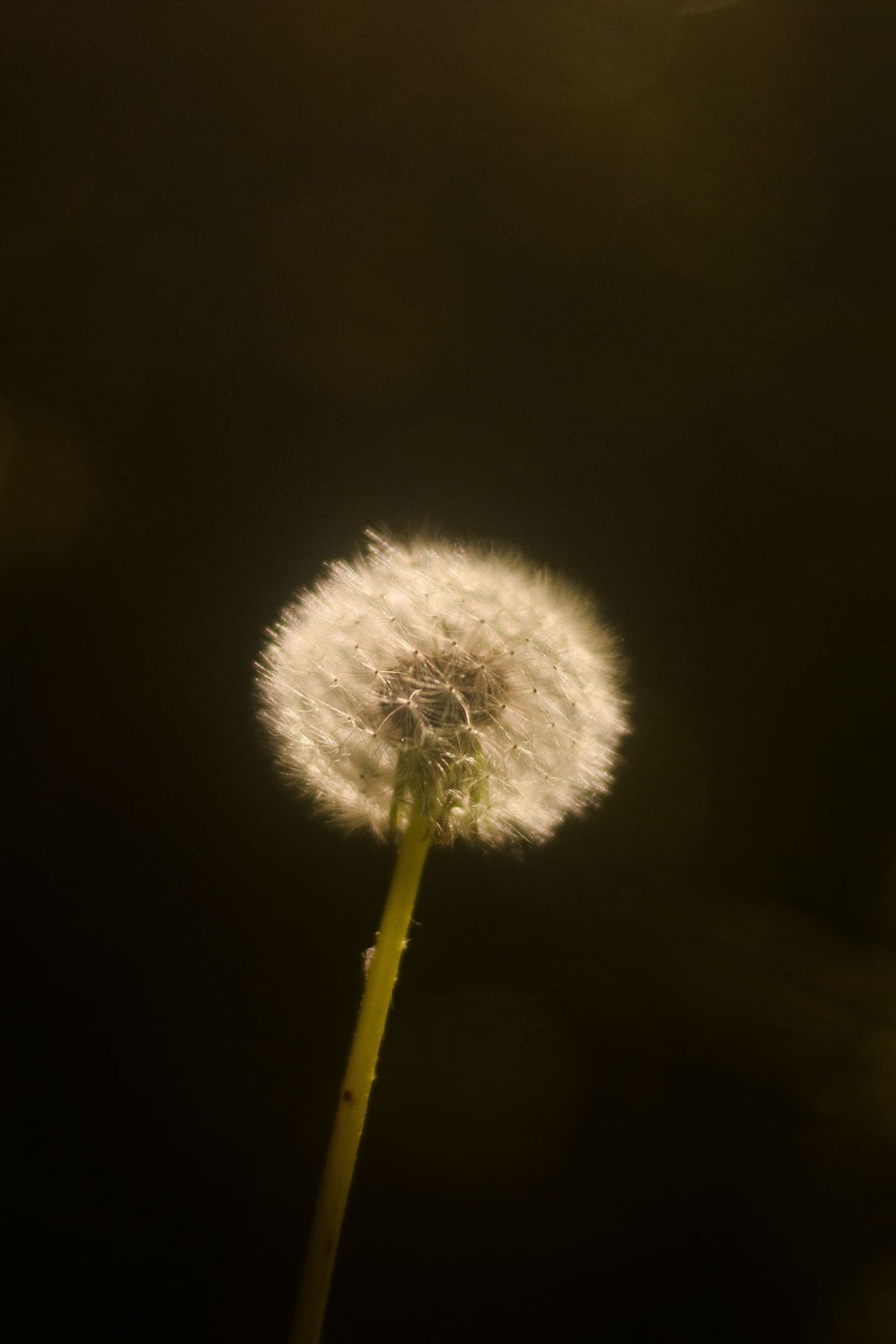 a dandela flower with a single dandel
