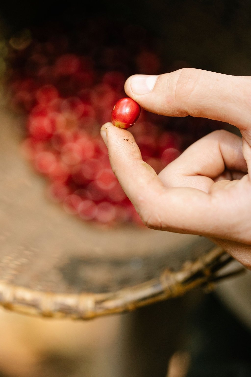 Tuyển chọn cà phê chín