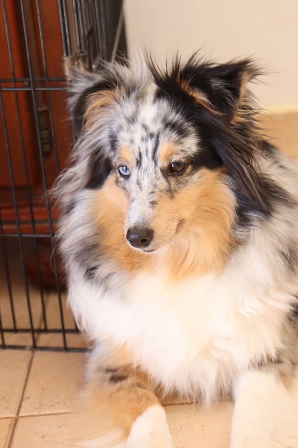 Pastor de las islas de shetland, Maravryan shelties, Shelties de Maravryan, Shetland sheepdog