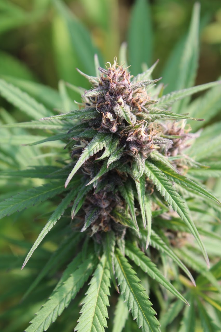 Ferme de belon fleur de CBD