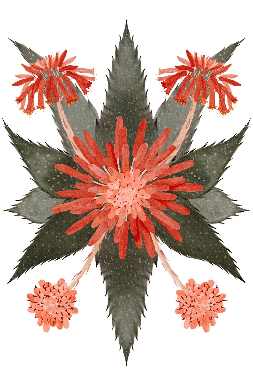 Aloe vera botanical illustration for natural brand packaging