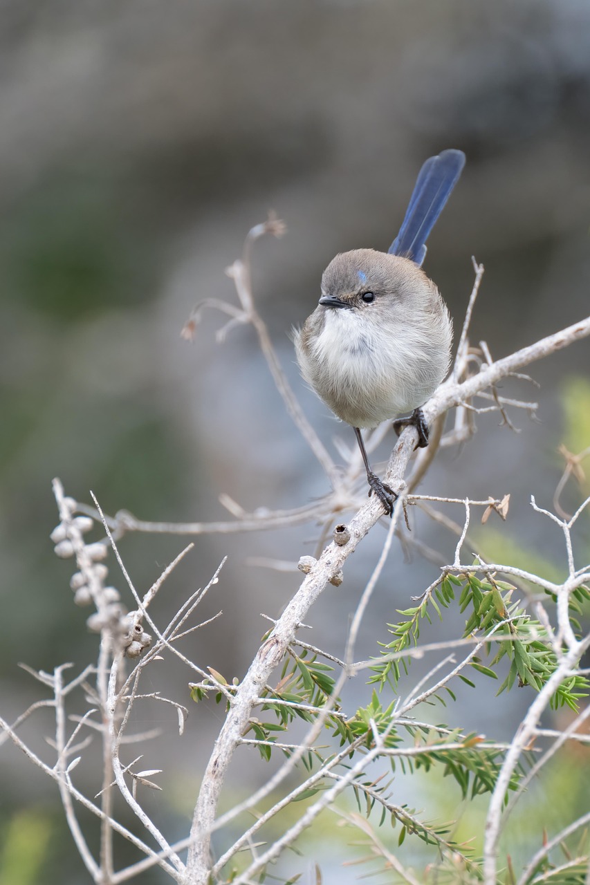 client satisfait magnetisme caen