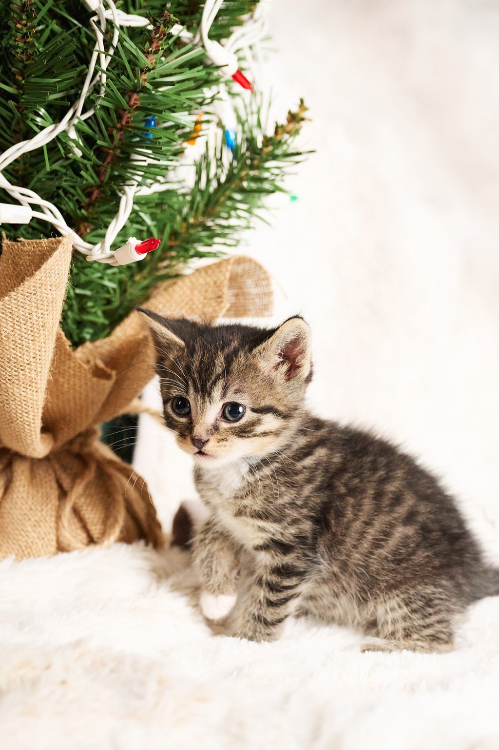 a kitten sitting on a blanket next to a christmas tree