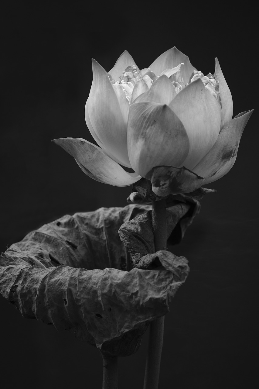 Holistic health coaching, menopause coaching, healthy ageing coaching