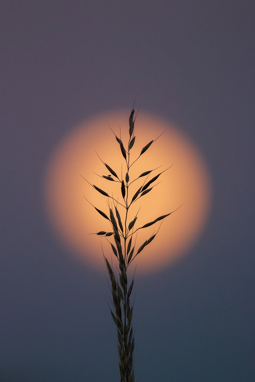 violet blue sky with a sun out of focus in the background and a stalk of grain in the foreground