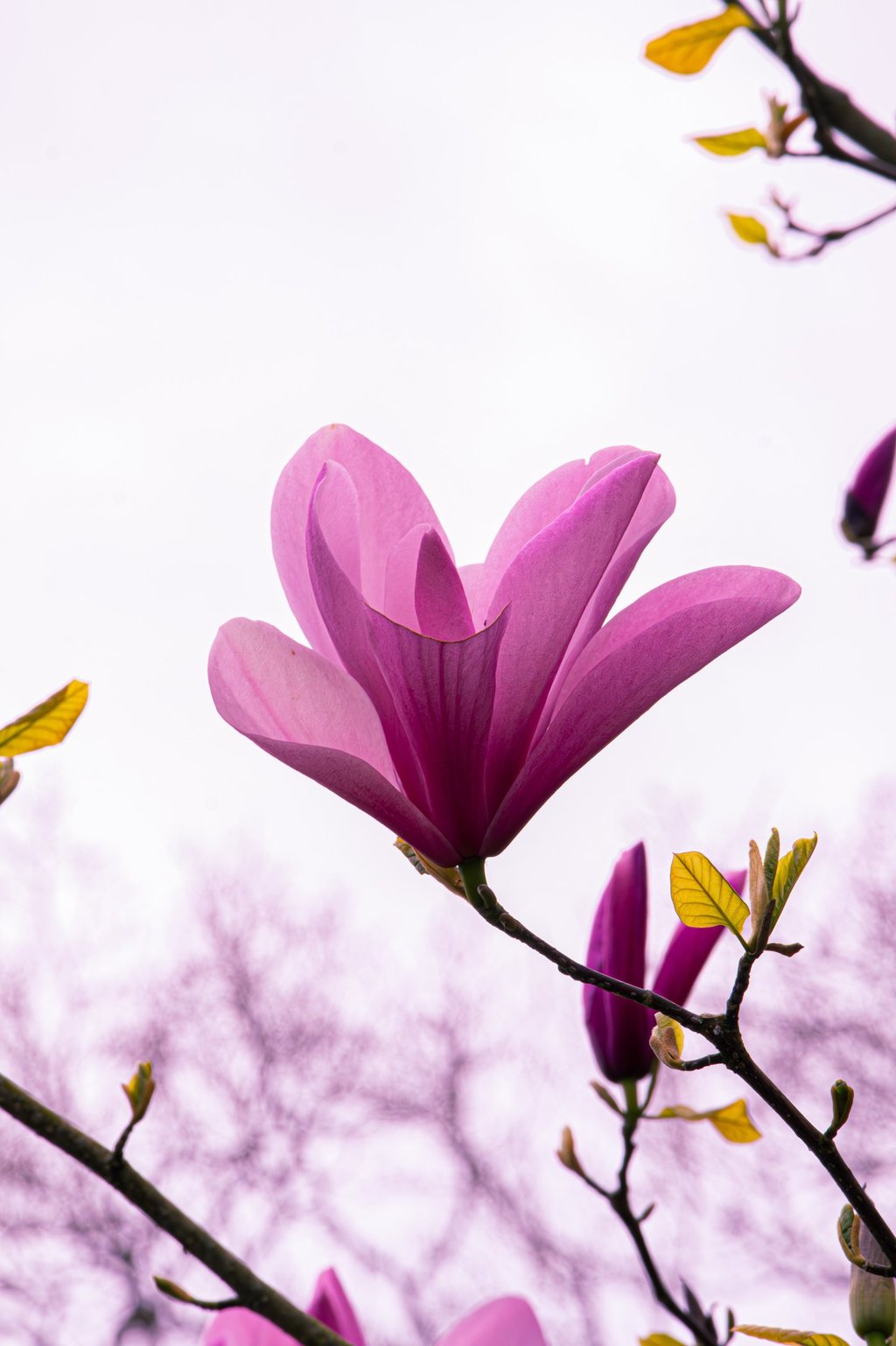 Thumbnail of a flower and nature.