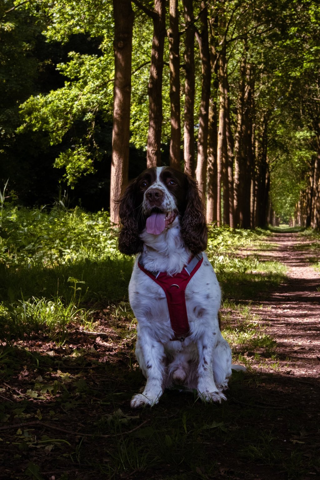 Thumbnail of pictures of a dog. Pictures taken of animals.
