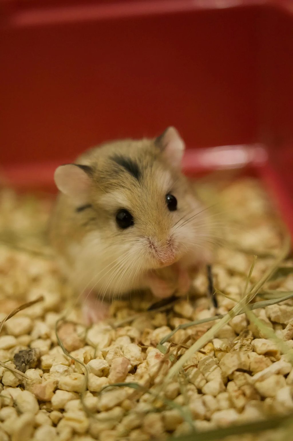hamster représentant notre formule simple pour cage compacte
