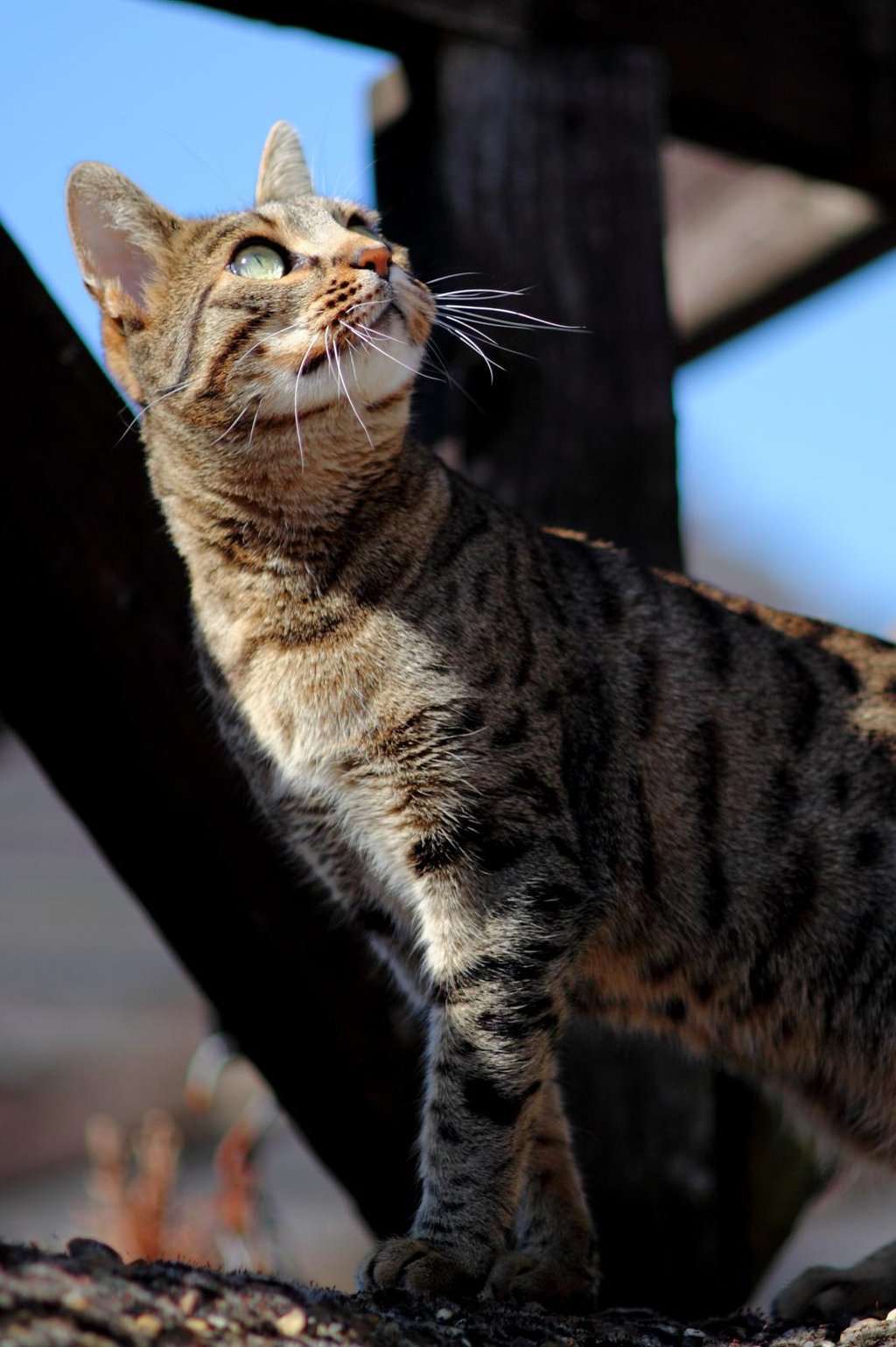 Pi the bengal cat watching the birds