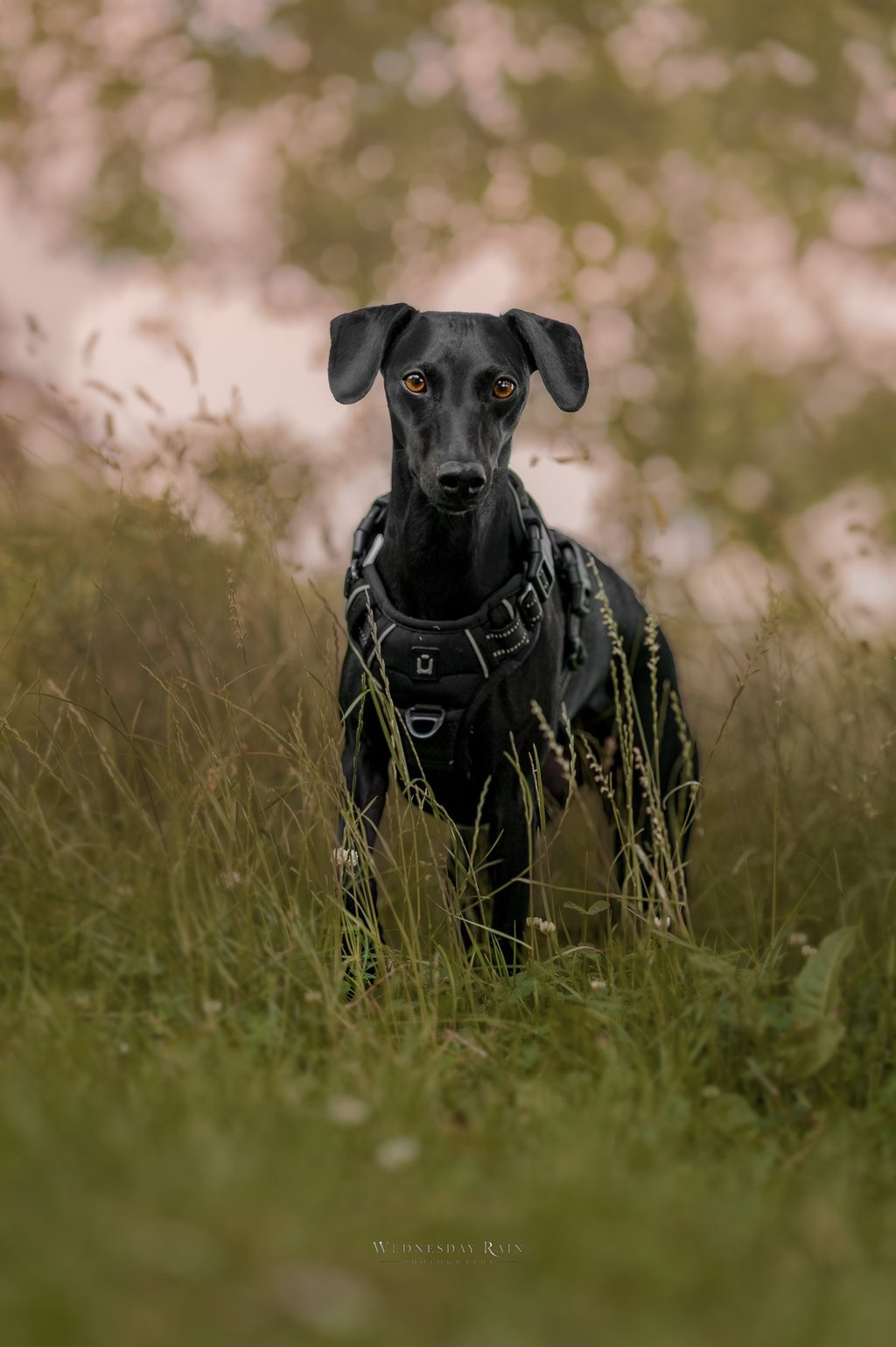 a whippet in tall grass having a pet photography session