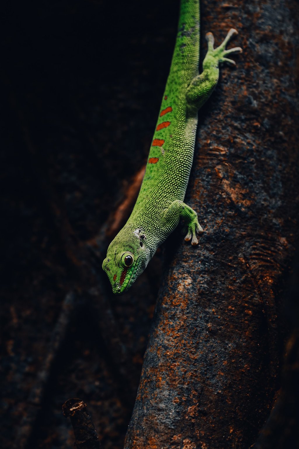 a green gecko lizard on a tree branch