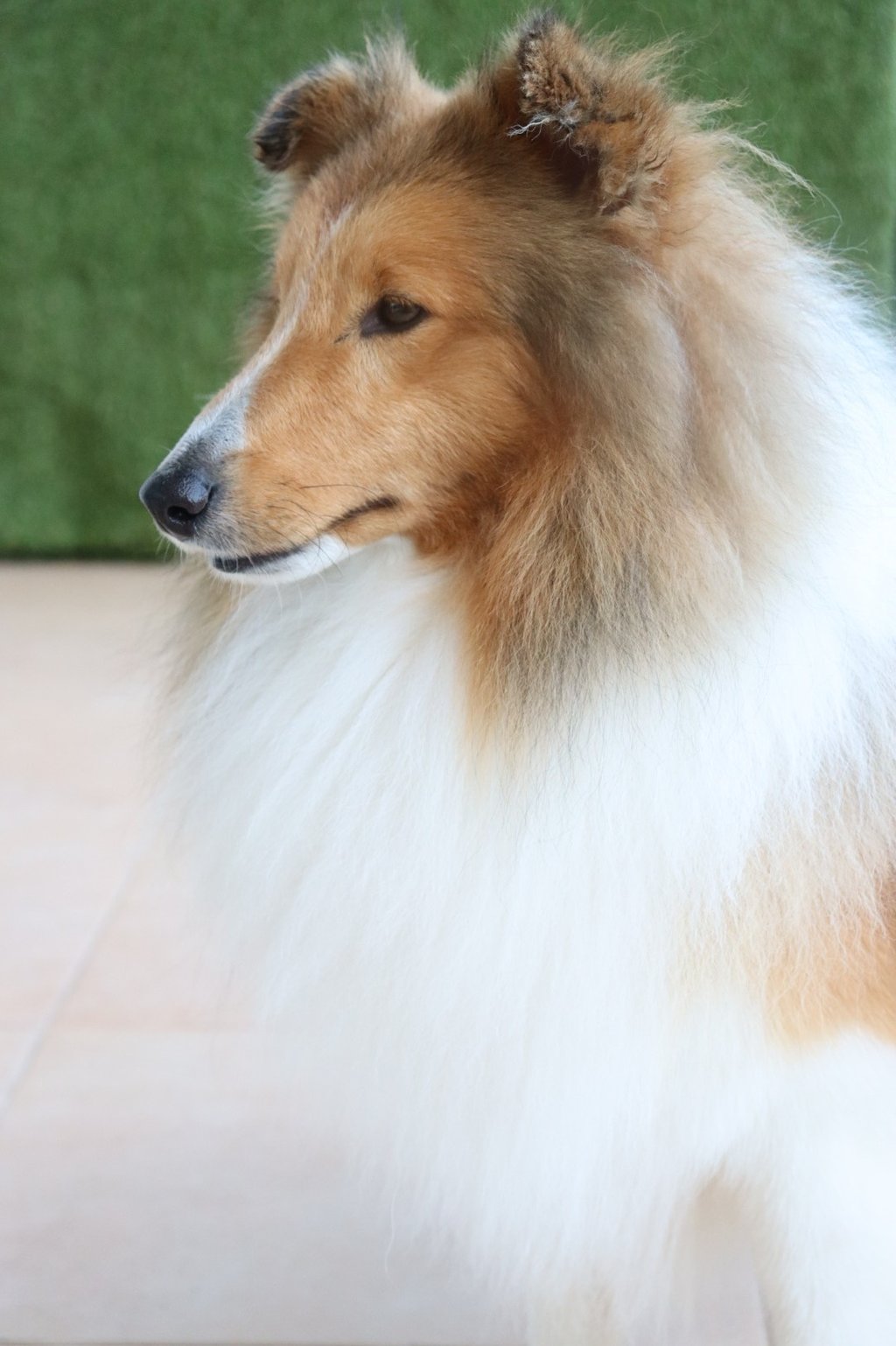Pastor de las islas de shetland, Maravryan shelties, Shelties de Maravryan, Shetland sheepdog