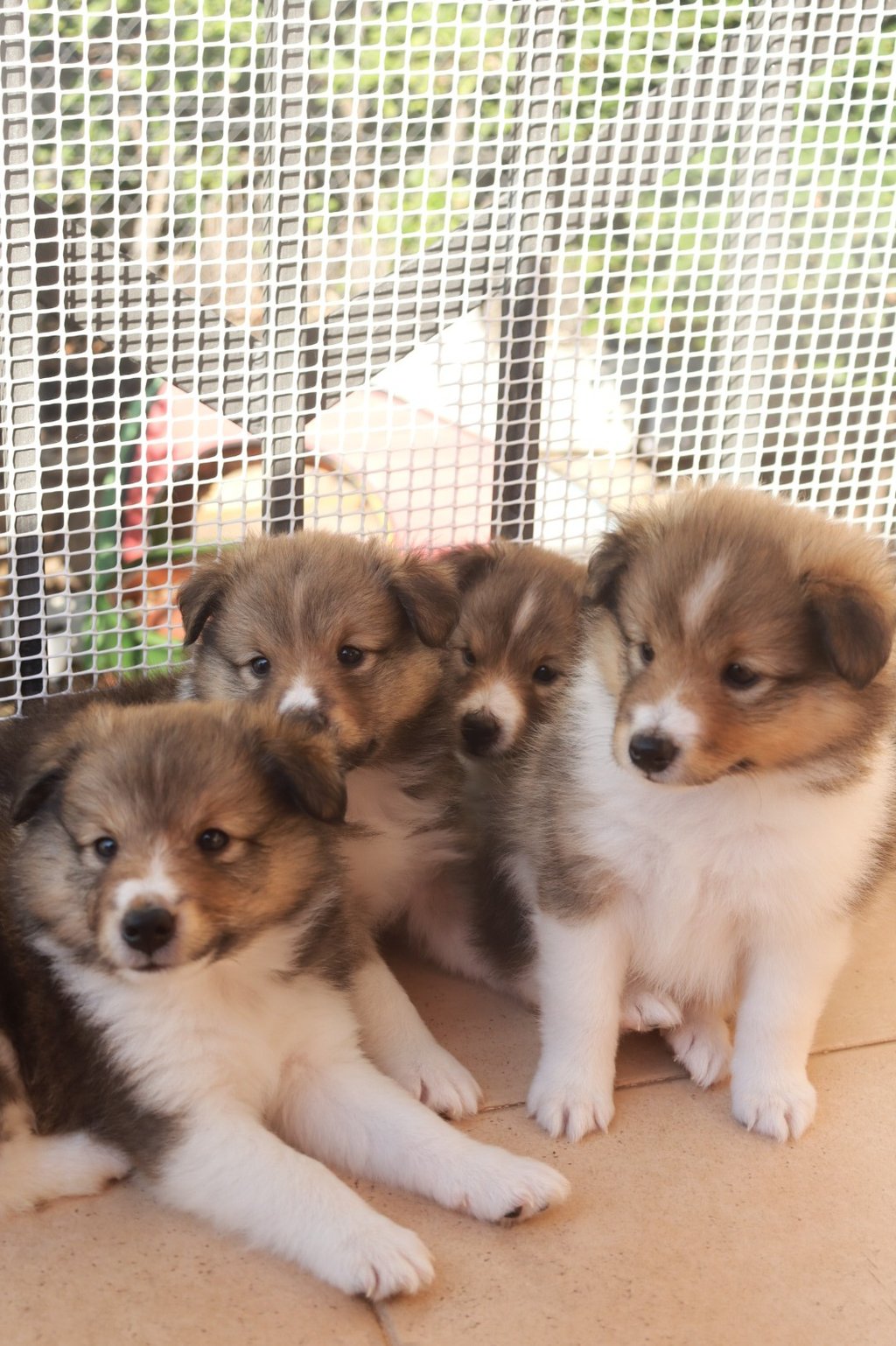 Cachorros de Pastor de las islas de shetland, shetland sheepdog