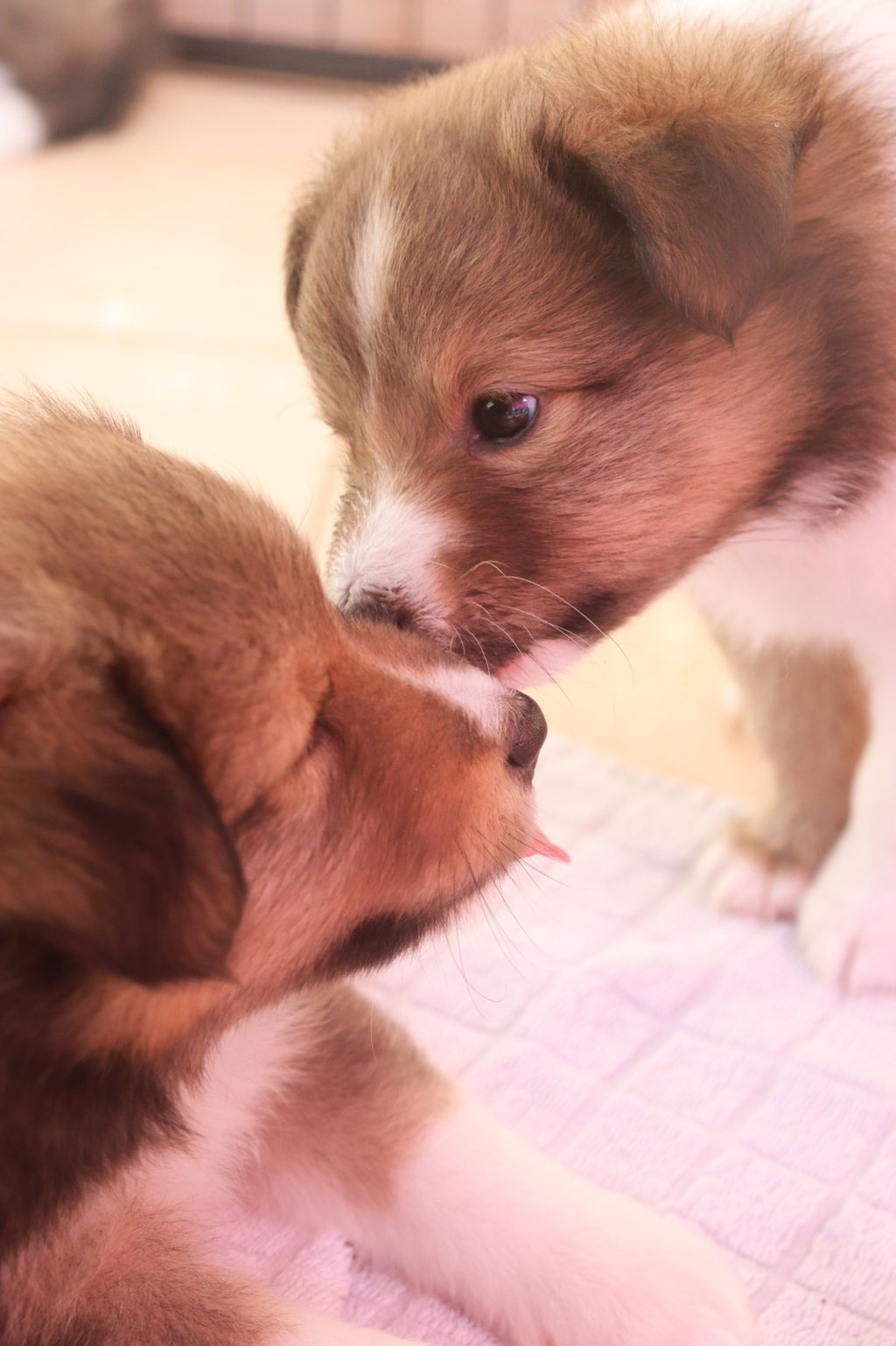 Cachorros de Pastor de las islas de shetland, shetland sheepdog