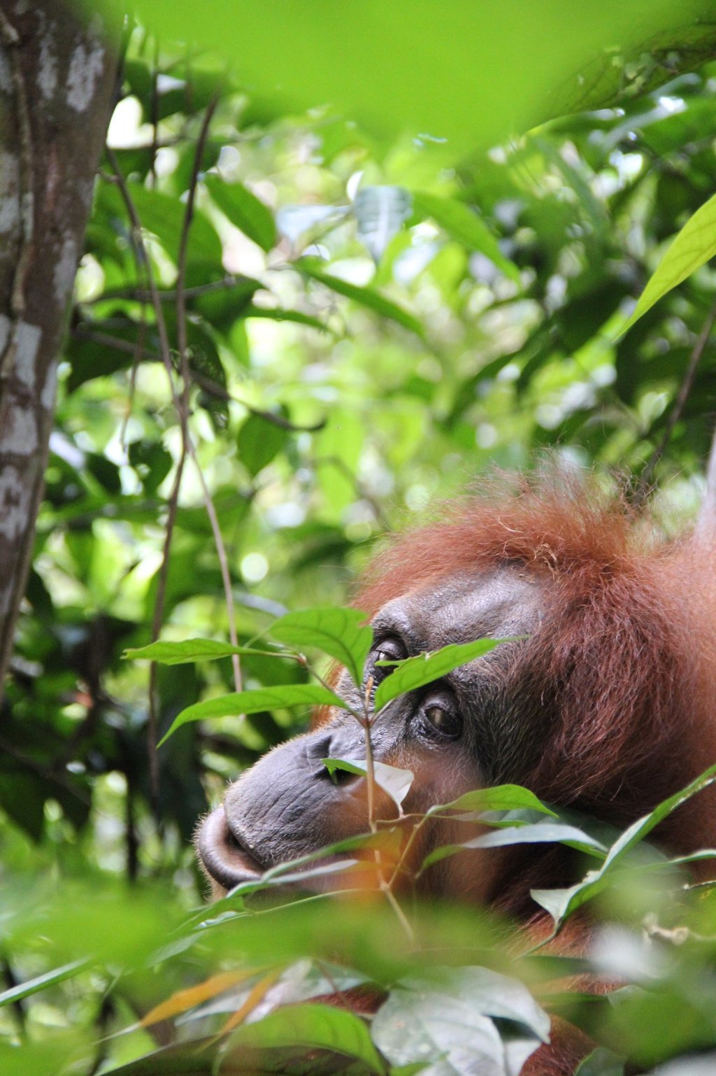 Sumatra Trip