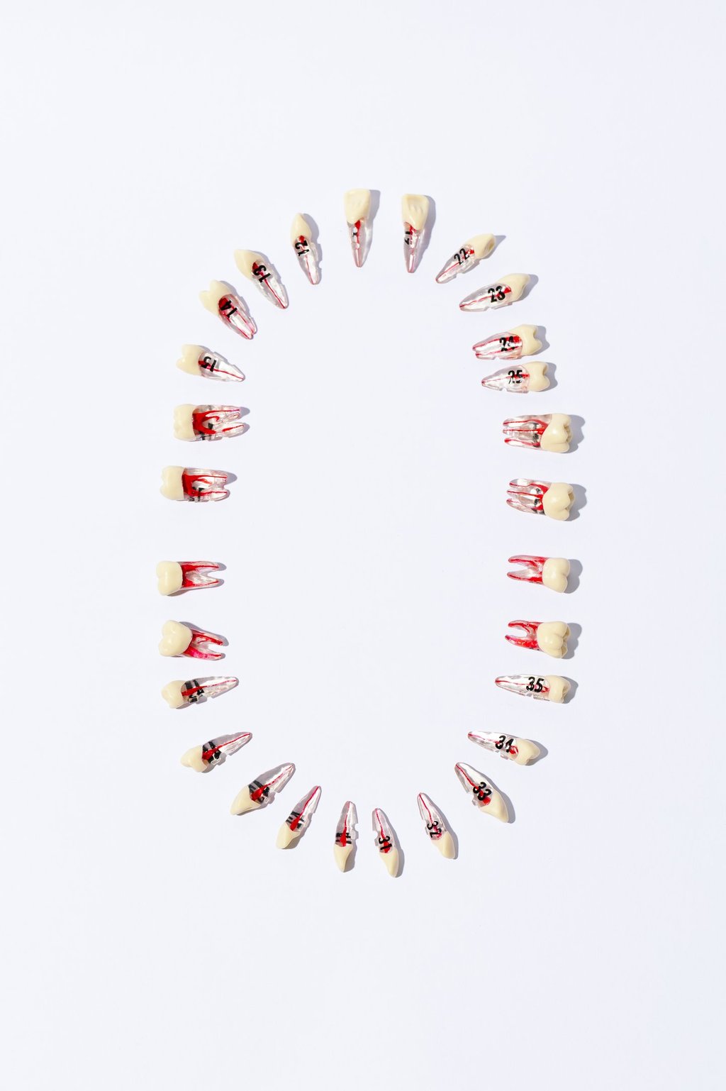 Set de dientes adultos para simulación odontológica