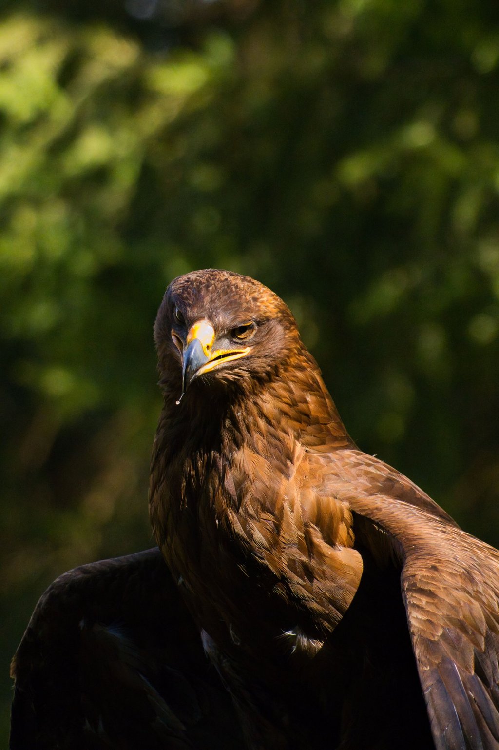 Close-up portrait of a majestic brown golden eagle bird of prey with a sharp yellow beak.