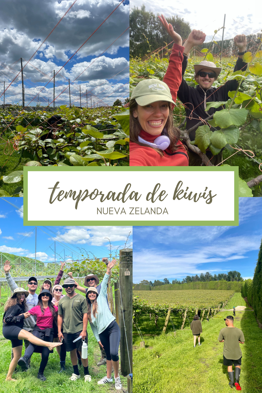 Trabajar en la temporada de kiwis en Nueva Zelanda