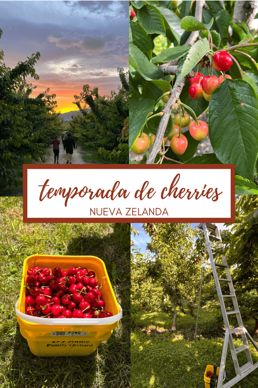 Trabajar en la temporada de cherries en Nueva Zelanda