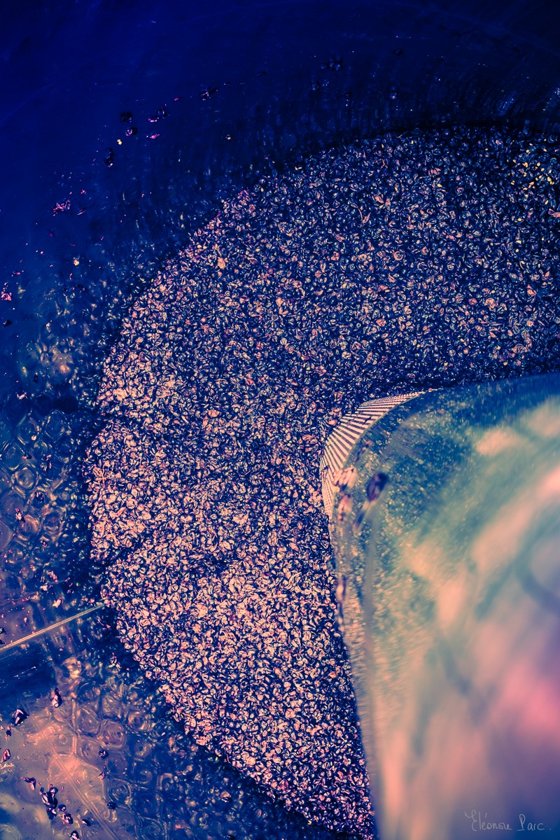 Matière de baies du vin dans la cuve, photographie abstraite aux couleurs cosmiques.