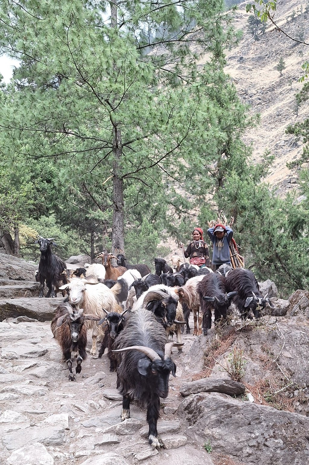 Shepherdess in Dolpo - Nepal trekking Dolpo local culture
