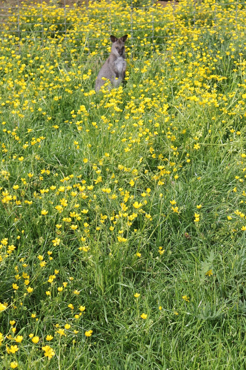 Wallaby de Bennett