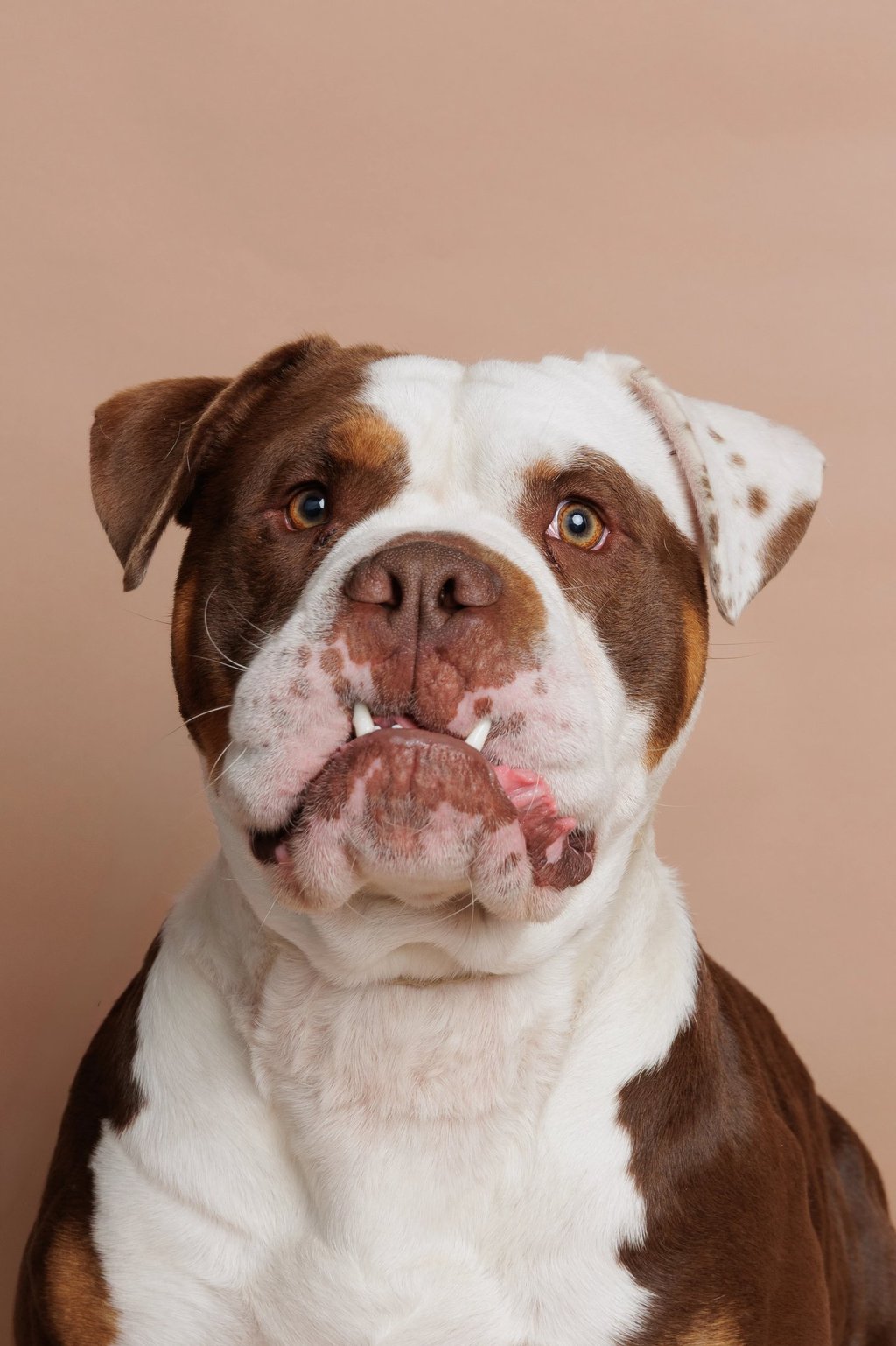 A portrait of a brown and white American Bulldog with an underbite and visible teeth against a tan background.