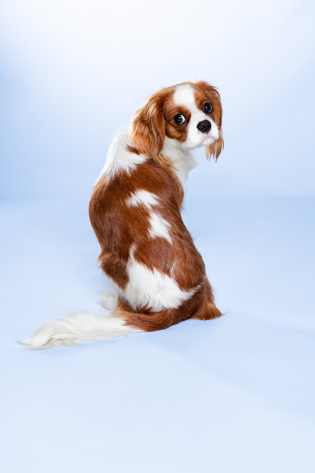 Portrait chien studio finistère brest