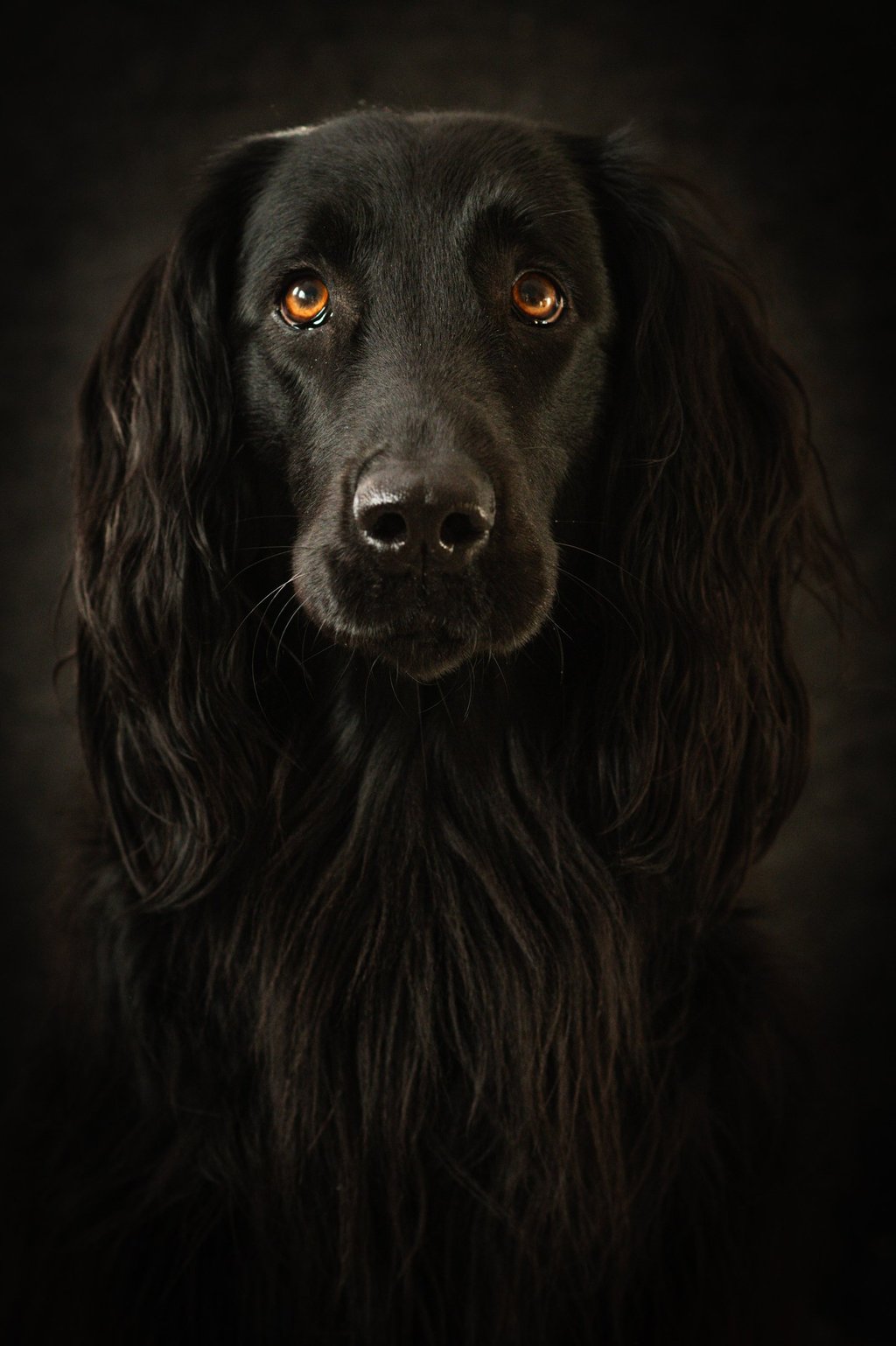 Un chien noir en photo studio